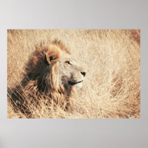 AFFICHE BEAU LION
