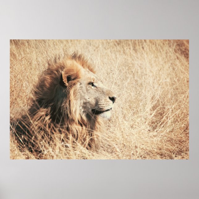 AFFICHE BEAU LION (Devant)