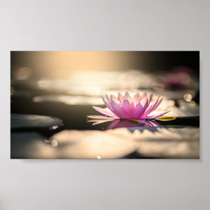 Affiche Beau Lotus, Lac, Zen