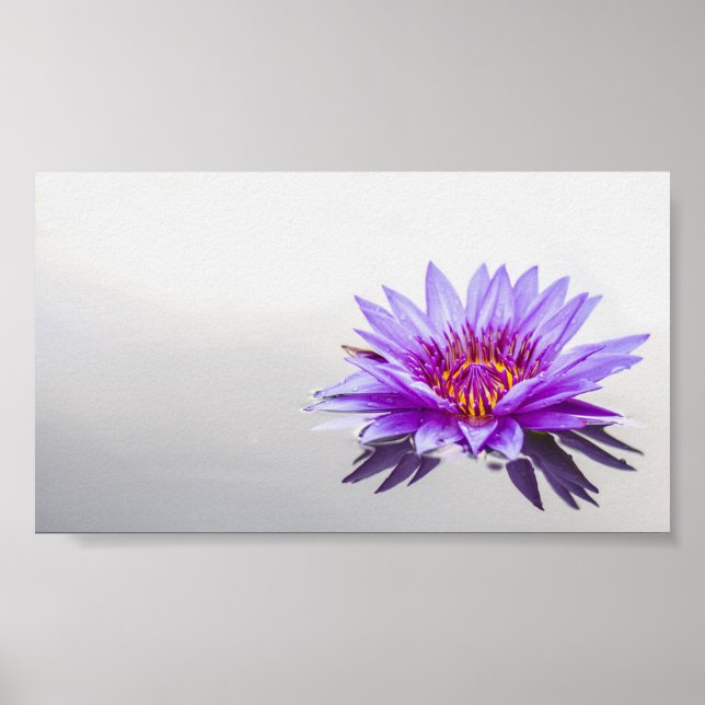 Affiche Beau Lotus pourpre, Lac, Zen (Devant)