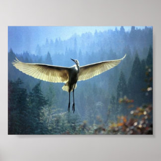Affiche beau oiseau