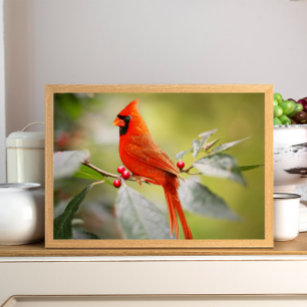Affiche Beau oiseau cardinal rouge dans l'arbre