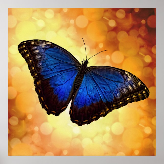 Affiche Beau Papillon Morpho Bleu Bokeh (Devant)