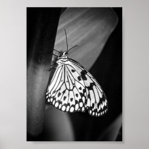 Affiche Beau papillon noir et blanc Archival