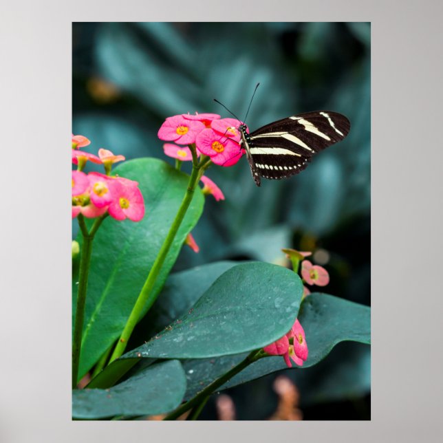Affiche Beau papillon sur une fleur rose (Devant)