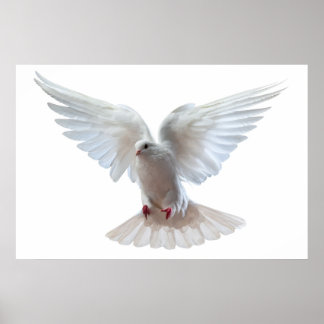 Affiche Beau pigeon volant blanc