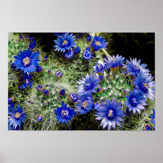 Affiche Beau Plante de cactus à fleurs bleues (Devant)