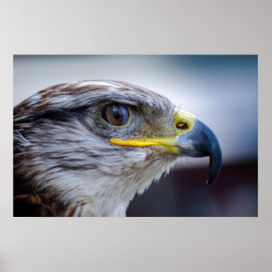 Affiche Beau portrait de faucon