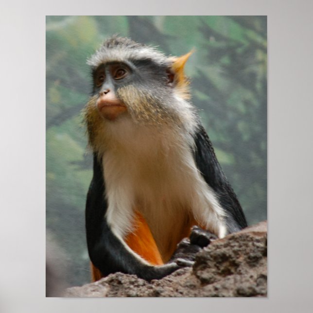 Affiche Beau profil de portrait de singe (Devant)