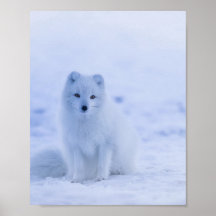 Beau renard arctique
