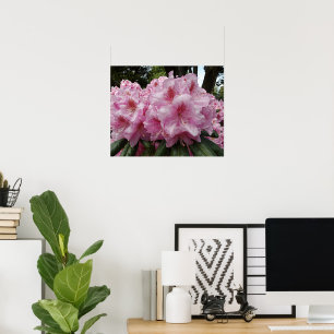 Affiche Beau Rhododendron rose fleurit Floral