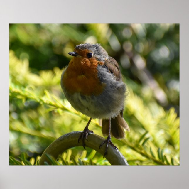Affiche Beau Robin (Devant)