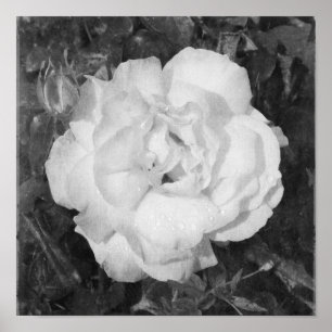 Affiche Beau Rose noir et blanc Fleurs Carré