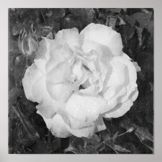 Affiche Beau Rose noir et blanc Fleurs Carré (Devant)