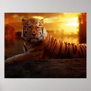 Affiche Beau tigre