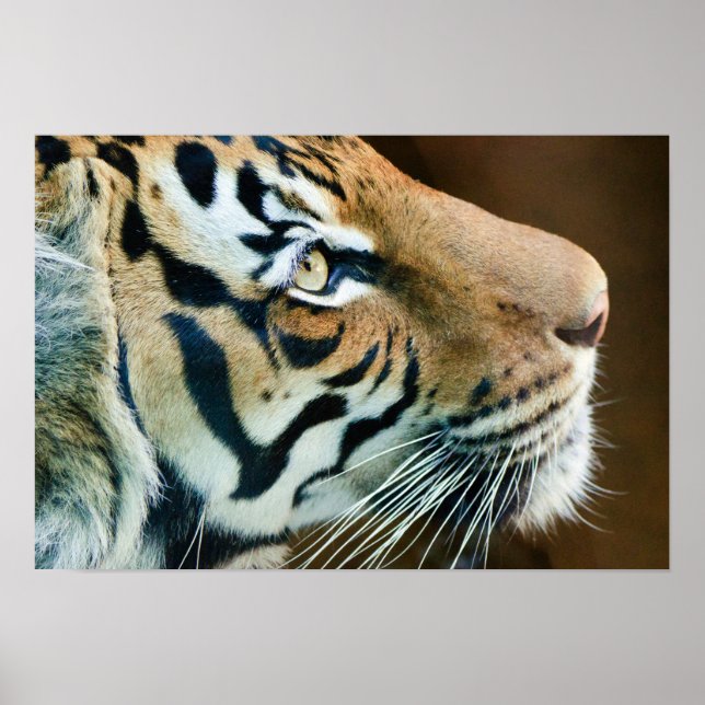 Affiche Beau visage de tigre en profil (Devant)