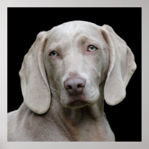 Affiche Beau Weimaraner chasse chien