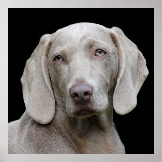 Affiche Beau Weimaraner chasse chien (Devant)