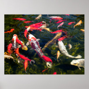 Affiche Beaucoup de carpe koi sur la surface de l'eau voit