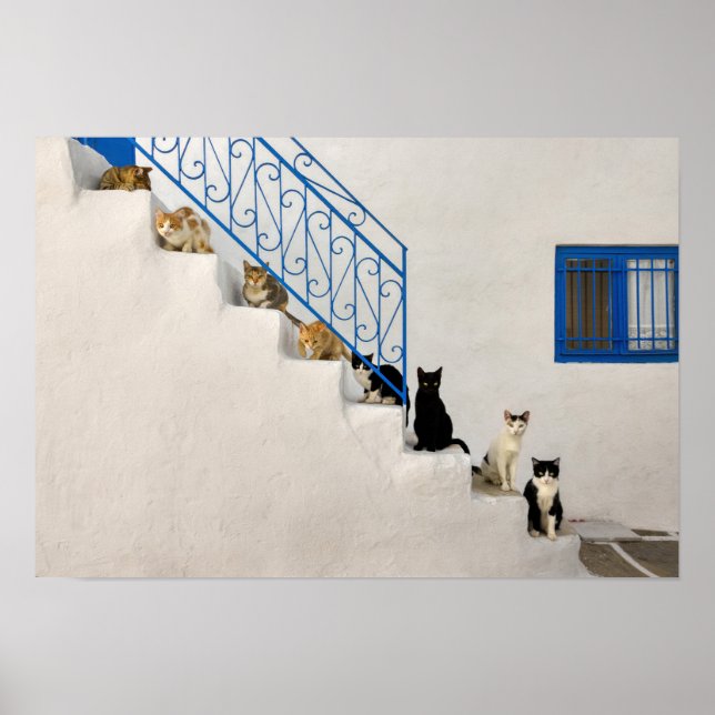 Affiche Beaucoup de chats sur un escalier blanc dans un vi (Devant)