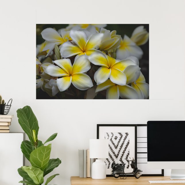 Affiche Beauté américaine, Plumeria fleurie jaune (Bureau à domicile)