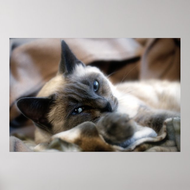 Affiche Beauté Blue Eyed (Devant)