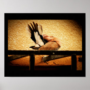 Affiche Beauté cachée