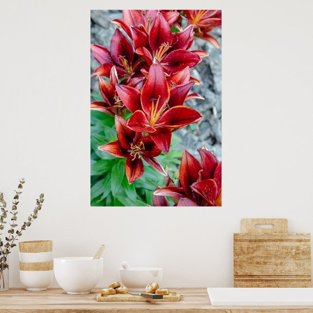 Affiche Beauté canadienne, Floral Red Stargazer Lily (Cuisine)