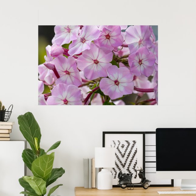 Affiche Beauté canadienne, rose floral Phlox (Bureau à domicile)
