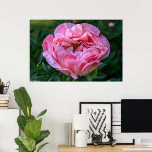 Affiche Beauté canadienne, tourbe rose florale