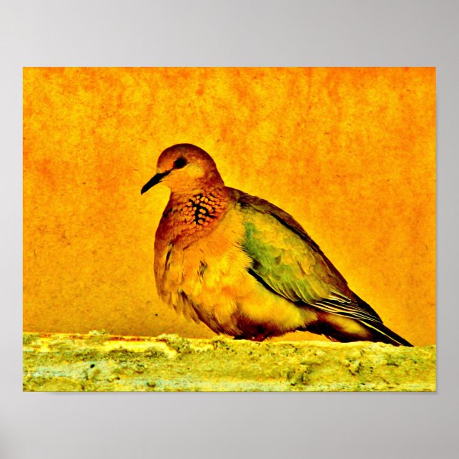 Affiche Beauté de la colombe (Devant)