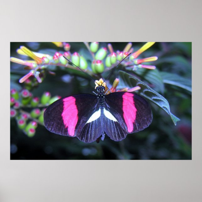Affiche Beauté de papillon (Devant)