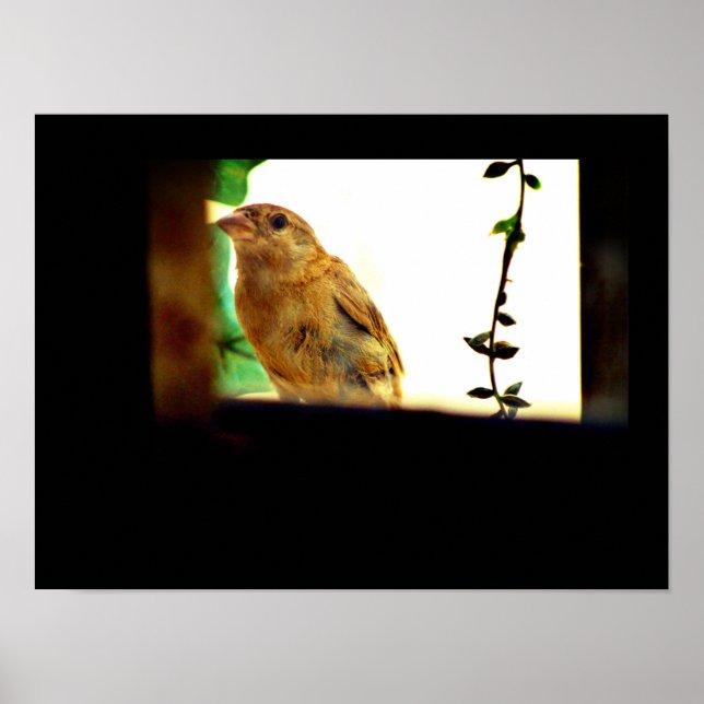 Affiche Beauté Finch (Devant)