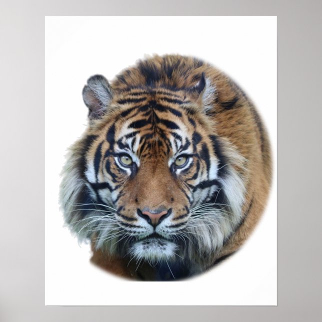 Affiche Beautiful Bengal Tiger Face Photo (Devant)