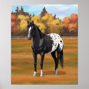 Affiche Beautiful Black Appaloosa Quarter Horse Stallion