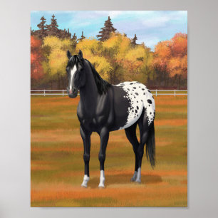 Affiche Beautiful Black Appaloosa Quarter Horse Stallion