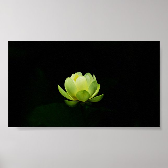 Affiche Beautiful Green Lotus,Lake,Zen  (Devant)