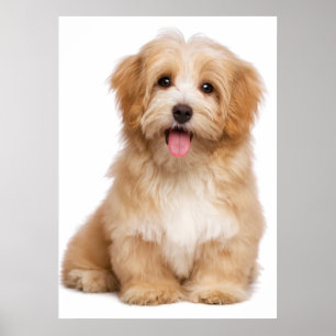 Affiche Beautiful happy reddish havanese puppy sitting