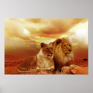 Affiche Beautiful lion couple