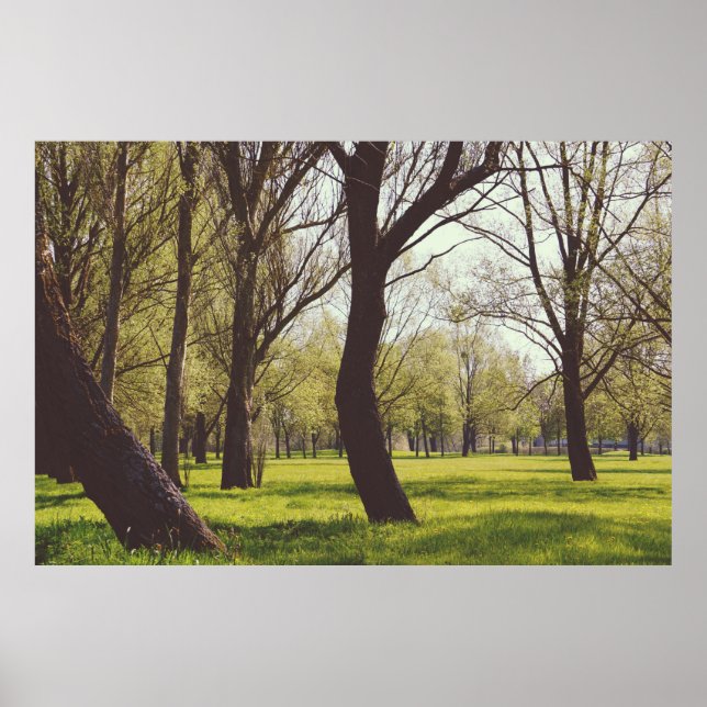 Affiche Beautiful Meadow (Devant)