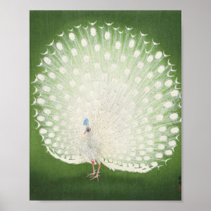 Affiche Beautiful Peacock Vintage