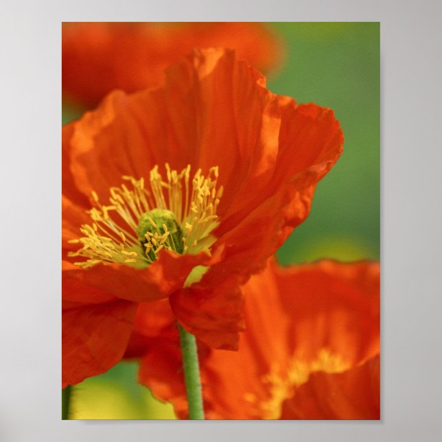 Affiche Beautiful Red Poppy (Devant)