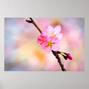 Affiche Beautiful Sakura Cherry
