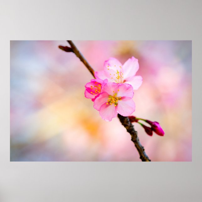 Affiche Beautiful Sakura Cherry (Devant)
