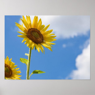 Affiche beautiful sun flowers with cloudy blue sky