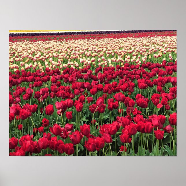 Affiche Beautiful Tulip Field (Devant)
