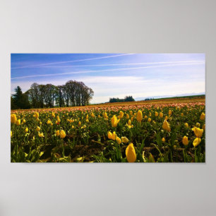 Affiche Beautiful Tulip Field