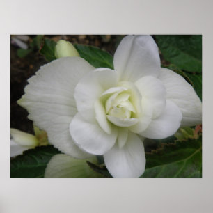 Affiche Beautiful White Carnation Print