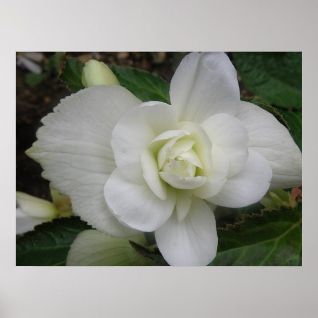 Affiche Beautiful White Carnation Print (Devant)