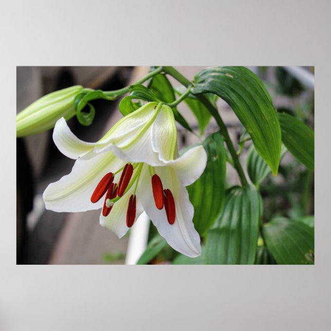 AFFICHE BEAUTIFUL WHITE LILY (Devant)